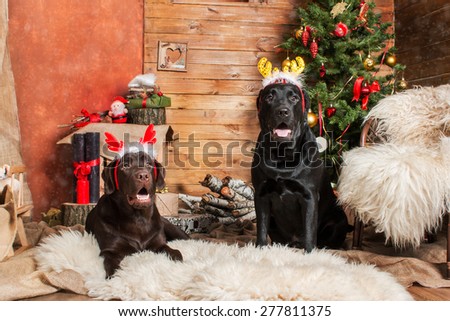 New Year mood. Two Labrador Retriever wishes Merry Christmas