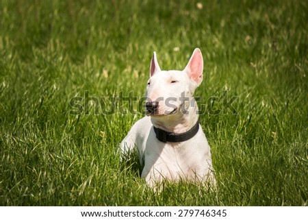 white pit bull terrier puppy lying on the green grass