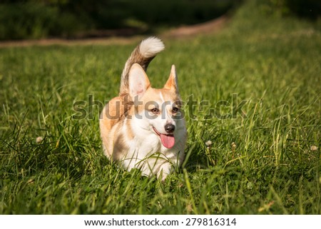 Portrait of welsh corgi dog going on a grass background