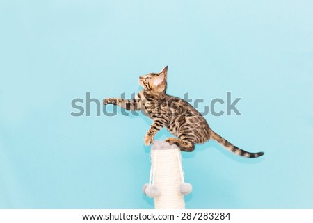 Bengal kitten playing on a blue background