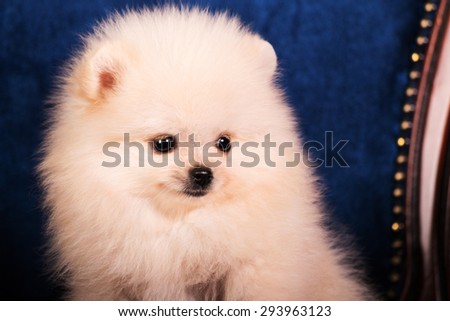 Pomeranian Spitz puppy on a chair on a black background