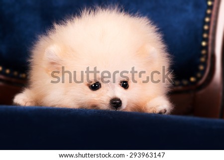 Pomeranian Spitz puppy sitting on a chair on a black background