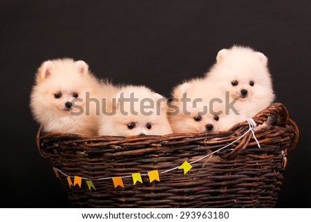 Four puppies in a basket. Pomeranian Spitz dog.