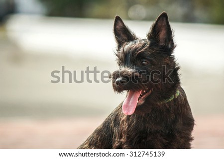 Cairn Terrier puppy on the street