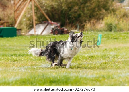 Border Collie dog catches a flying disc