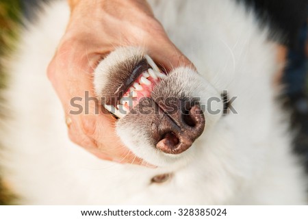 Dog nose and teeth