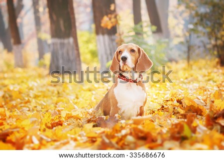 Beautiful dog among yellow leaves, portrait. Beagle Dog. Autumn.