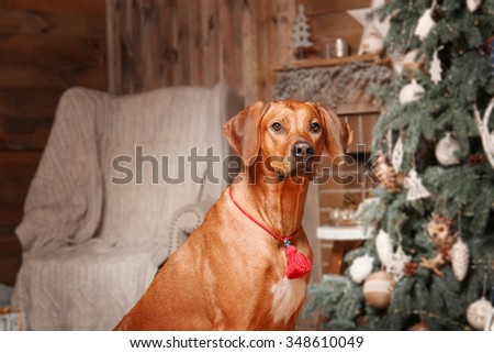 Cute Christmas dog. Card. Rhodesian ridgeback hound dog. New Year pet