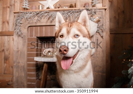 Dog breed siberian husky, portrait dog on a studio color background, Christmas and New Year. Dog near fireplace