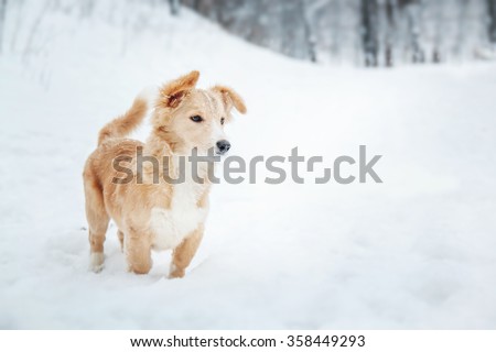 Cute red puppy in the snow