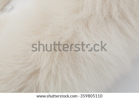 White fur background. Fur of polar dog