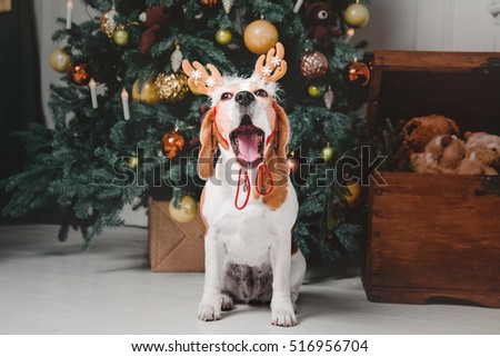 Beautiful beagle dog posing as a reindeer sits near a Christmas tree