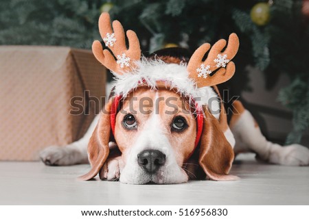 Beautiful beagle dog posing as a reindeer sits near a Christmas tree