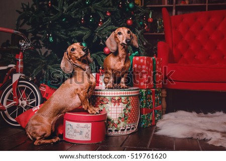 Two red dachshund dogs in Christmas decorations with gift box