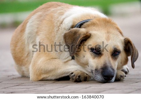 tired dog is resting on the pavement.
