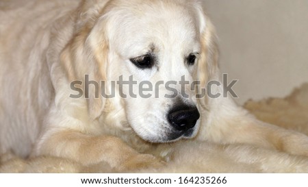 cute golden retriever puppy.