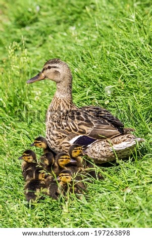mother duck and ducklings in the grass