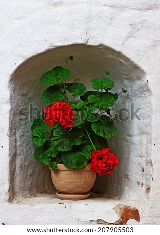 pots with red geraniums on the window