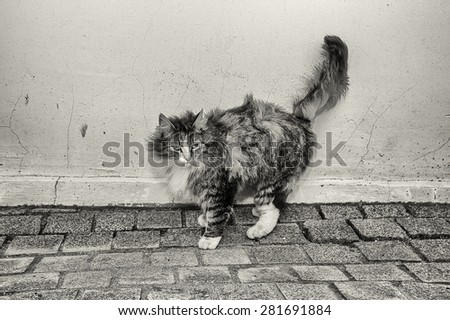 outdoor cat on a background of white textured wall (imitation antique)