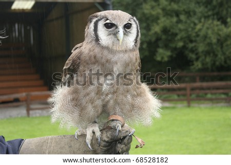 Bubo Owl Toy