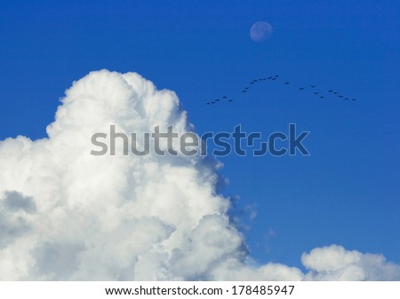 flying birds above cloud and moon in blue sky