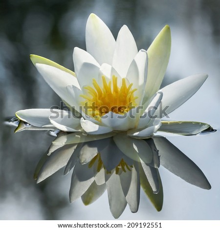 Waterlily reflected in water