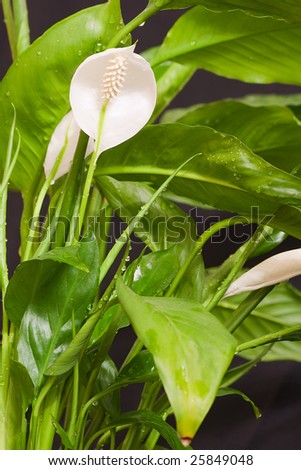 Peace Lily spathiphyllum floribundum