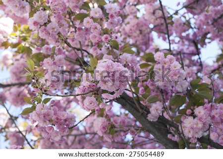 Pink Spring Flowers Blossom Tree Background
