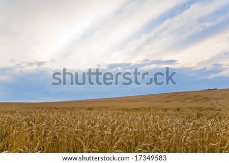 Corn field on a hill in front of blue sky at dusk.
