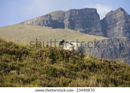 A black and white sheep climbing up a hill set against mountains in the background. Scotland.