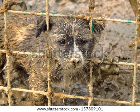 Homeless puppy stuck in mud.