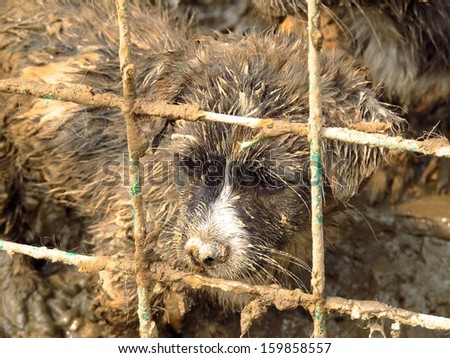 Poor muddy puppy in the fence.