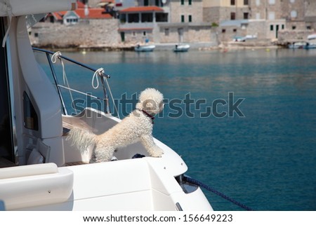 Small white dog on the boat