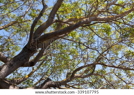 Looking up at a big sycamore tree in summer
