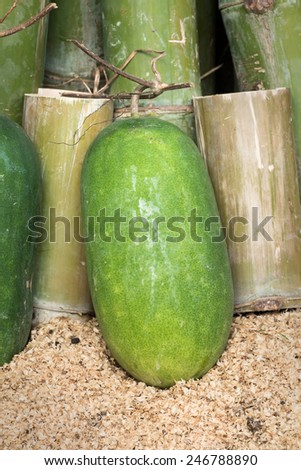 Green winter melon with bamboo background