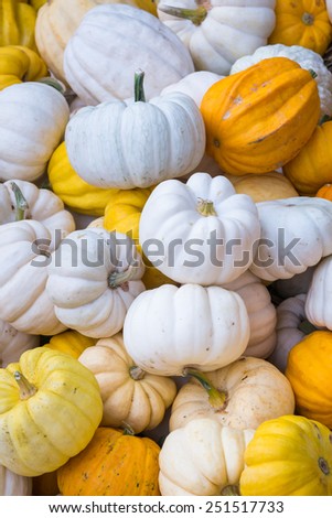 Colorful Mini Pumpkins
