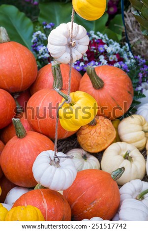 Colorful Mini Pumpkins
