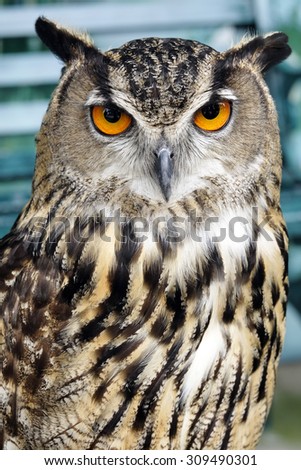 Portrait of brown owl