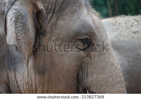 skin of elephant in the zoo at Thailand, texture skin elephant