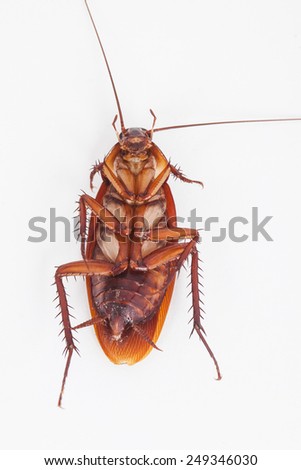 macro of cockroach is dead shoot on white background