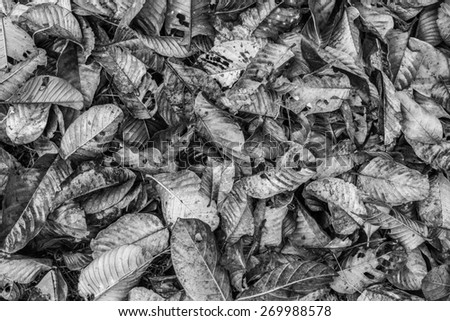 background of a pile of leaves