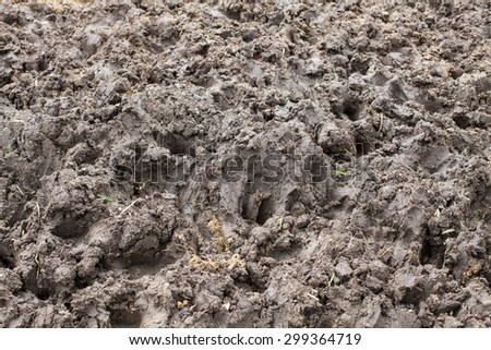 footprint of herd milk cow on wet soil