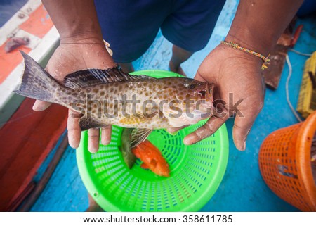 fisherman holding grouper fish on the fishing boat