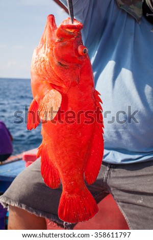fisherman holding red grouper fish on the fishing boat