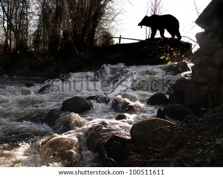 bear with fish over bank of waterfall