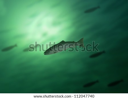 salmon in water on background of the fish\'s shoal