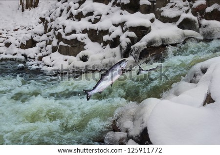 jumping out from water salmon  on waterfall background