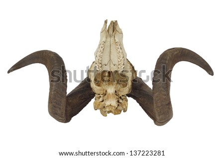ram skull with big horn isolated on white background