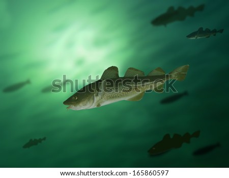 Big Cod Fish And Shoal Under Water