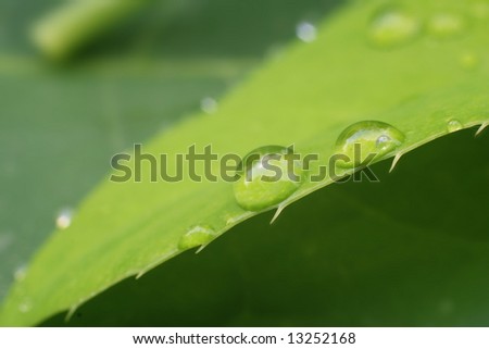 the photo of drop of water on leaf  in frame the macro